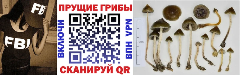 где можно купить наркотик  Ялта  Галлюциногенные грибы Psilocybe 
